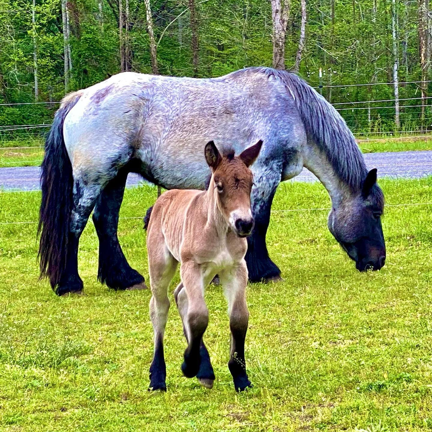 Ardennes Horse For Sale Canada